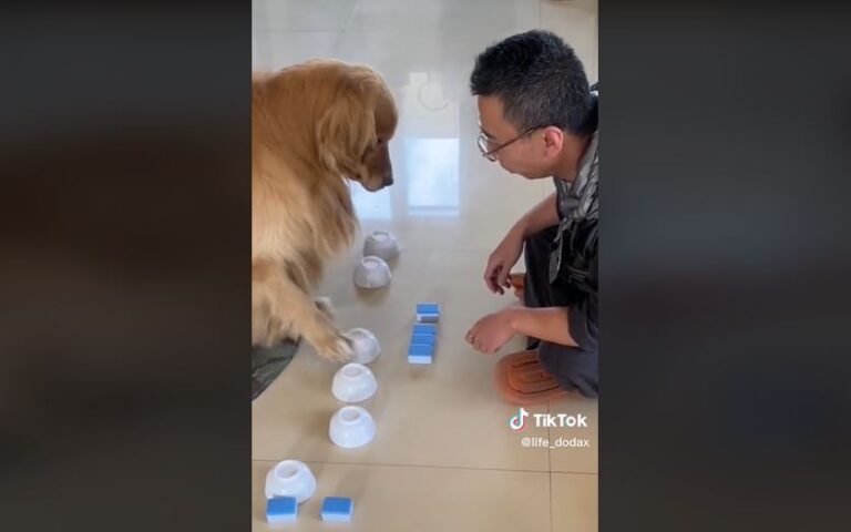 Viral: Σκύλος παίζει τον «παπά» και τα βρίσκει όλα!