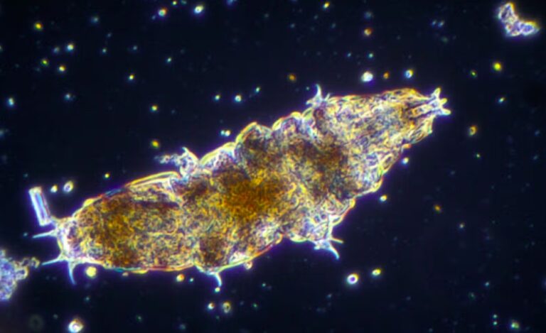 Αξιοποιώντας τις υπερδυνάμεις του πιο ανθεκτικού πλάσματος της Γης